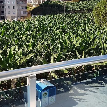 Angels Apart & 알란야